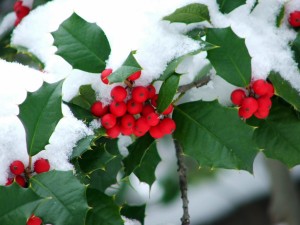 plants-holly-snow